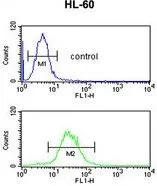 FACS analysis of HL-60 cells using GTX81028 IGH antibody, C-term. Top histogram : negative control Bottom histogram : HL-60 cells