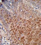 IHC-P analysis of human skin tissue using GTX81028 IGH antibody, C-term.