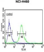 FACS analysis of NCI-H460 cells using GTX81030 ITGBL1 antibody, Internal. Green : primary antibody Blue : negative control
