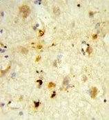 IHC-P analysis of human brain tissue using GTX81030 ITGBL1 antibody, Internal.