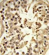 IHC-P analysis of human testis tissue using GTX81035 CDC42EP3 antibody, N-term.
