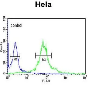 FACS analysis of HeLa cells using GTX81038 IPO11 antibody, N-term. Green : primary antibody Blue : negative control