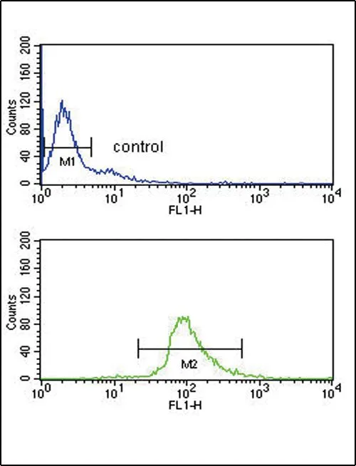 FACS analysis of Ramos cells using GTX81039 DCT antibody, N-term. Top histogram : negative control Bottom histogram : Ramos cells
