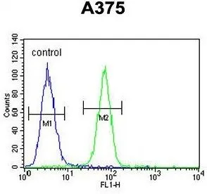FACS analysis of A375 cells using GTX81043 DERA antibody, N-term. Green : primary antibody Blue : negative control