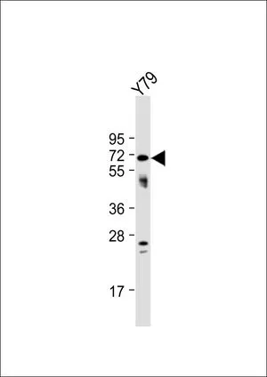 WB analysis of Y79 whole cell lysate using GTX81057 NEURL antibody, Internal. Loading : 20 microg per lane Dilution : 1:1000