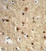 IHC-P analysis of human brain tissue using GTX81057 NEURL antibody, Internal.