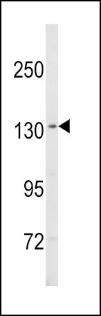 WB analysis of MDA-MB435 cell lysate (35ug/lane) using GTX81061 SREBP1 antibody, Internal.