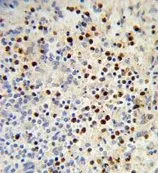 IHC-P analysis of human spleen using GTX81076 MDFIC antibody, N-term.