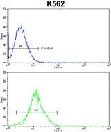 FACS analysis of K562 cells using GTX81091 ATP12A antibody, Internal. Top histogram : negative control Bottom histogram : K562 cells