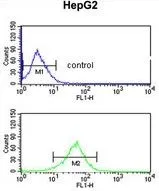 FACS analysis of HepG2 cells using GTX81092 AGPAT3 antibody, Internal. Top histogram : negative control Bottom histogram : HepG2 cells