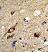 IHC-P analysis of human brain tissue using GTX81092 AGPAT3 antibody, Internal.
