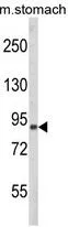 WB analysis of mouse stomach tissue lysate (35ug/lane) using GTX81098 PARD3 antibody, C-term.
