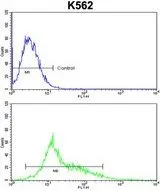 FACS analysis of K562 cells using GTX81098 PARD3 antibody, C-term. Top histogram : negative control Bottom histogram : K562 cells
