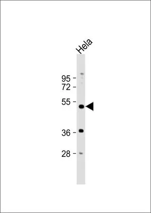WB analysis of HeLa whole cell lysate using GTX81102 PXR antibody, Internal. Loading : 20 microg per lane Dilution : 1:1000