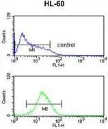FACS analysis of HL-60 cells using GTX81102 PXR antibody, Internal. Top histogram : negative control Bottom histogram : HL-60 cells