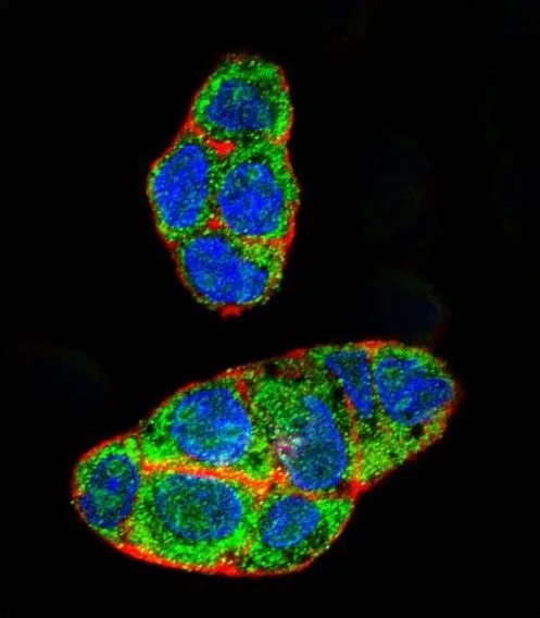 ICC/IF analysis of HepG2 cells using GTX81102 PXR antibody, Internal. Green : PXR Red : Actin filament Blue : cell nucleus
