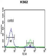 FACS analysis of K562 cells using GTX81103 KIR3DS1 antibody, C-term. Green : primary antibody Blue : negative control