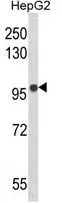 WB analysis of HepG2 cell lysate (35ug/lane) using GTX81106 BANK1 antibody, Internal.