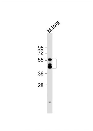 WB analysis of mouse liver lysate using GTX81111 KMO antibody, Internal. Loading : 20 microg per lane Dilution : 1:2000