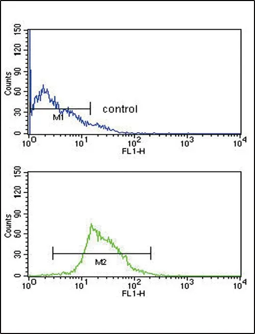 FACS analysis of CEM cells using GTX81111 KMO antibody, Internal. Top histogram : negative control Bottom histogram : CEM cells