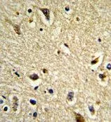 IHC-P analysis of human brain tissue using GTX81120 CYP2E1 antibody, C-term.
