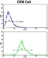 FACS analysis of CEM cells using GTX81129 CD94 antibody, N-term. Top histogram : negative control Bottom histogram : CEM cells