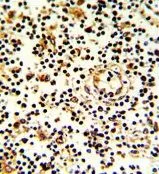IHC-P analysis of human lymph using GTX81129 CD94 antibody, N-term.
