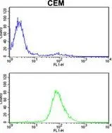 FACS analysis of CEM cells using GTX81135 MPZ antibody, C-term. Top histogram : negative control Bottom histogram : CEM cells