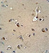 IHC-P analysis of human brain tissue using GTX81135 MPZ antibody, C-term.