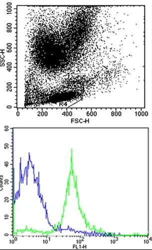 FACS analysis of human peripheral blood lymphocytes using GTX81138 HLA-B antibody, N-term. Green : HLA-B Blue : Isotype control Dilution : 1:25