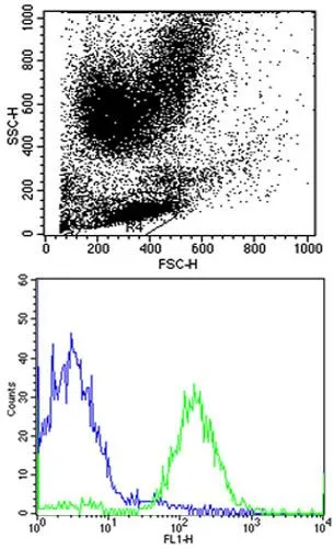 FACS analysis of human peripheral blood lymphocytes using GTX81138 HLA-B antibody, N-term. Green : HLA-B Blue : Isotype control Dilution : 1:25