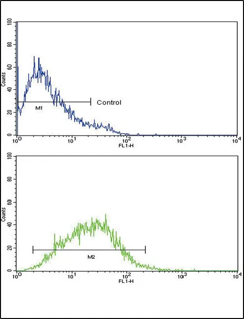 FACS analysis of CEM cells using GTX81140 CXCL8 / IL8 antibody, C-term. Top histogram : negative control Bottom histogram : CEM cells