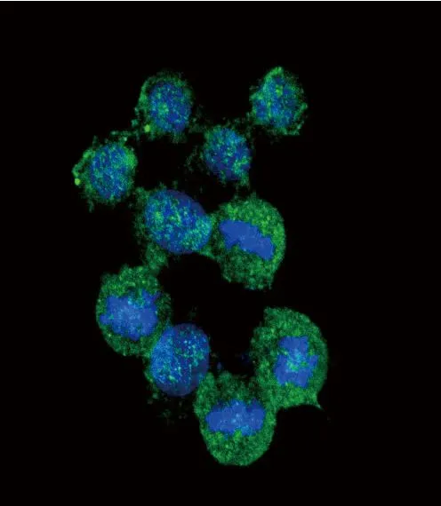 ICC/IF analysis of HeLa cells using GTX81140 CXCL8 / IL8 antibody, C-term. Green : CXCL8 / IL8 Blue : DAPI