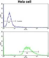 FACS analysis of HeLa cells using GTX81141 LMOD1 antibody, Internal. Top histogram : negative control Bottom histogram : HeLa cells