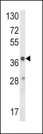 WB analysis of mouse liver tissue lysate (35ug/lane) using GTX81144 HAO1 antibody, Internal.