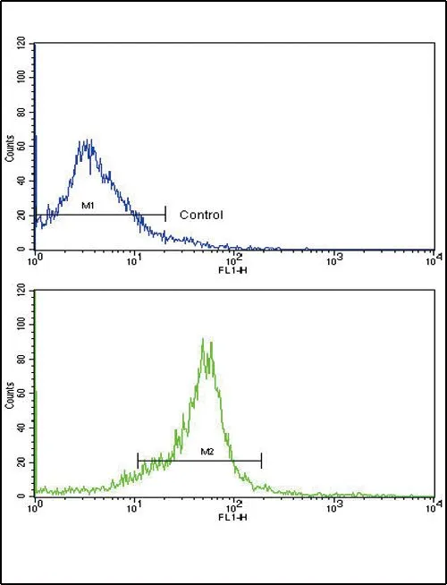 FACS analysis of WiDr cells using GTX81146 WNT5B antibody, Internal. Top histogram : negative control Bottom histogram : WiDr cells