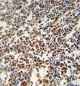 IHC-P analysis of human lymph tissue using GTX81158 USF2 antibody, Internal.