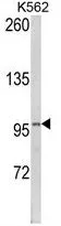 WB analysis of K562 cell lysate (35ug/lane) using GTX81160 Lipin 2 antibody, Internal.