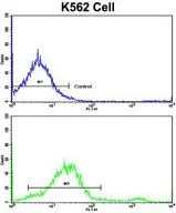 FACS analysis of K562 cells using GTX81160 Lipin 2 antibody, Internal. Top histogram : negative control Bottom histogram : K562 cells