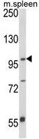 WB analysis of mouse spleen tissue lysate (35ug/lane) using GTX81161 ANO5 antibody, C-term.