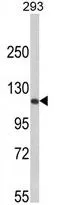WB analysis of 293 cell lysate (35ug/lane) using GTX81164 Rb antibody, C-term.