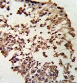 IHC-P analysis of human testis tissue using GTX81164 Rb antibody, C-term.