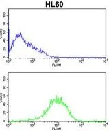 FACS analysis of HL-60 cells using GTX81175 LMP2 antibody, C-term. Top histogram : negative control Bottom histogram : HL-60 cells
