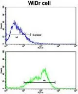 FACS analysis of WiDr cells using GTX81177 Bim antibody, Internal. Top histogram : negative control Bottom histogram : WiDr cells