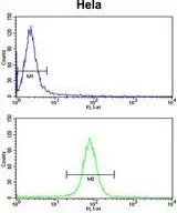 FACS analysis of HeLa cells using GTX81180 Calmodulin antibody, C-term. Top histogram : negative control Bottom histogram : HeLa cells