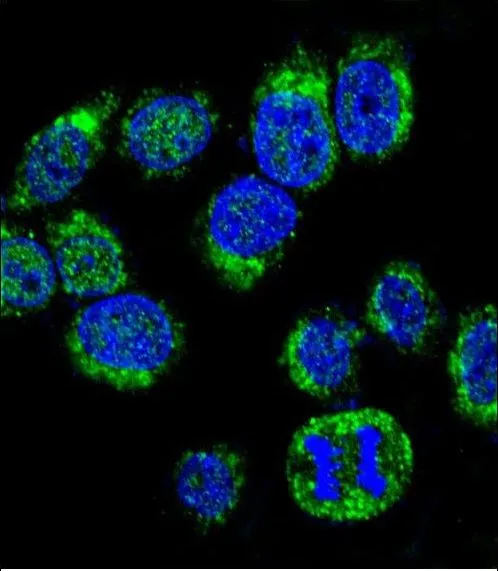 ICC/IF analysis of HeLa cells using GTX81180 Calmodulin antibody, C-term. Green : Calmodulin Blue : DAPI