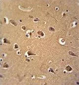 IHC-P analysis of human brain tissue using GTX81180 Calmodulin antibody, C-term.