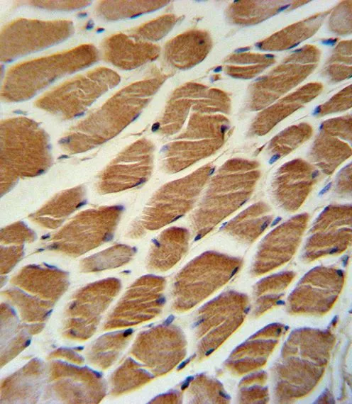 IHC-P analysis of human skeletal muscle using GTX81189 ACADL antibody, Internal.