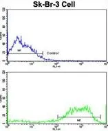 FACS analysis of SK-Br-3 cells using GTX81190 SSH3BP1 antibody, N-term. Top histogram : negative control Bottom histogram : SK-Br-3 cells