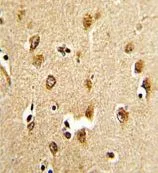 IHC-P analysis of human brain tissue using GTX81190 SSH3BP1 antibody, N-term.